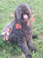 /album/galerie-photos/a20141017-180430-jpg/